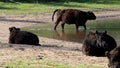 Galloway cows, Bisonbaai near Nijmegen, Holland