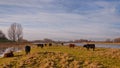 Galloway cows and bulls in a Dutch nature reserve Royalty Free Stock Photo