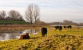 Galloway cows and bulls in a Dutch nature reserve Royalty Free Stock Photo