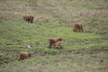 Galloway herd Royalty Free Stock Photo