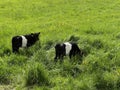 Galloway saddle cattle Royalty Free Stock Photo