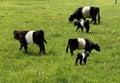 Galloway saddle cattle Royalty Free Stock Photo