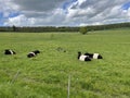 Galloway saddle cattle Royalty Free Stock Photo