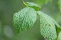 Galls caused by Aceria campestricola mite on elm Ulmus sp. green leaf Royalty Free Stock Photo