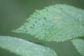 Galls caused by Aceria campestricola mite on elm Ulmus sp. green leaf Royalty Free Stock Photo