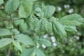 Galls caused by Aceria campestricola mite on elm Ulmus sp. green leaf Royalty Free Stock Photo