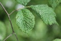 Galls caused by Aceria campestricola mite on elm Ulmus sp. green leaf Royalty Free Stock Photo