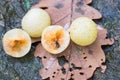 Galls of the Cynips quercusfolii and gall wasp on oak leaf