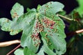 Galls of field maple (Acer campestre) produced by the arachnid Aceria sp Royalty Free Stock Photo