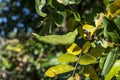 Galls on the leaves of Terebinth Royalty Free Stock Photo