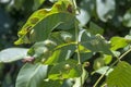 Galls on the leaves of walnut Juglans regia caused by Aceria erinea mite Royalty Free Stock Photo