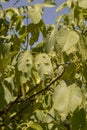 Galls on the leaves of walnut Juglans regia caused by Aceria erinea mite Royalty Free Stock Photo