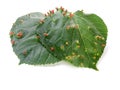 Galls from the mite Eriophyes tiliae (Gall mites or Eriophyidae
