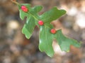 Galls On an Oak Leave Royalty Free Stock Photo