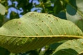 Galls with parasites on a green walnut leaf in the garden Royalty Free Stock Photo