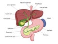 Gallstone stone gallbladder medical science