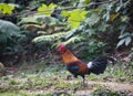 Fantastic beast and where to find them - Gallus gallus/Red junglefowl Royalty Free Stock Photo