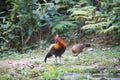 Fantastic beast and where to find them - Gallus gallus/Red junglefowl Royalty Free Stock Photo