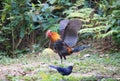 Fantastic beast and where to find them - Gallus gallus/Red junglefowl Royalty Free Stock Photo