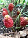 Galoba or pining fruit, a type of plant belonging to the ginger family, has a sweet and sour taste. Royalty Free Stock Photo