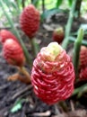 Galoba or pining fruit, a type of plant belonging to the ginger family, has a sweet and sour taste. Royalty Free Stock Photo