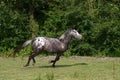 Galopping horse