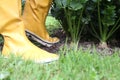 Galoshes in the garden