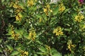 Galphimia gracilis flower tree plant Royalty Free Stock Photo
