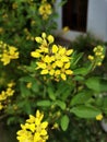 Galphimia gracilis flower. Royalty Free Stock Photo