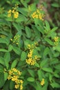 Galphimia Thryallis glauca or Gold Shower flower, ornamental shrub. Royalty Free Stock Photo