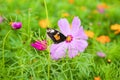 Galsang flower with butterfly Royalty Free Stock Photo