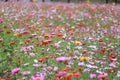 Galsang flower field in sunset. Green, shanghai. Royalty Free Stock Photo