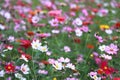 Galsang flower field in sunset. Green, shanghai. Royalty Free Stock Photo