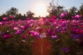 Galsang flower field in sunset Royalty Free Stock Photo