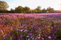 Galsang flower field in sunset Royalty Free Stock Photo