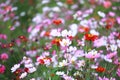 Galsang flower field in sunset. Green, shanghai. Royalty Free Stock Photo