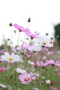 Galsang flower field in sunset. Green, shanghai. Royalty Free Stock Photo