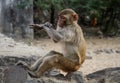 Rhesus Macaques checking the time at Monkey Temple or Galtaji, Jaipur, Rajasthan, India