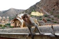 Galtaji, the Monkey temple. Jaipur. Rajasthan. India