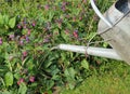 Galvanised metal watering can watering a garden. Royalty Free Stock Photo