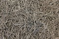 Galvanized nails Royalty Free Stock Photo