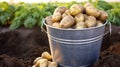 Galvanized steel bucket with freshly dug potatoes Royalty Free Stock Photo