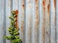 The galvanized steel fence rust and corrosion with weed in front Royalty Free Stock Photo