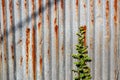 The rust and corrosion galvanized steel fence with weed in front Royalty Free Stock Photo