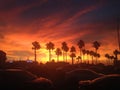 Galveston Amazing sunset