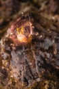 GalÃÂ¡pagos barnacle blenny