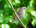 GalÃÂ¡pagos Finch