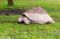 GalÃÂ¡pagos giant tortoise Chelonoidis nigra eating grass Royalty Free Stock Photo