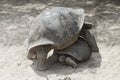 GalÃÂ¡pagos giant tortoises, Galapagos Islands, Ecuador Royalty Free Stock Photo