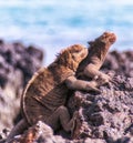 GalÃÂ¡pagos marine iguanas